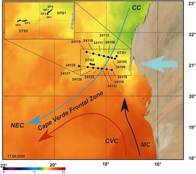 Dinoflagellate cysts production, excystment and transport in the upwelling off Cape Blanc (NW Africa)